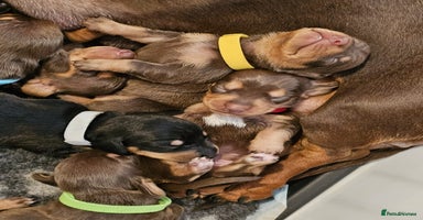 Miniature Dachshund dogs - Advert 3