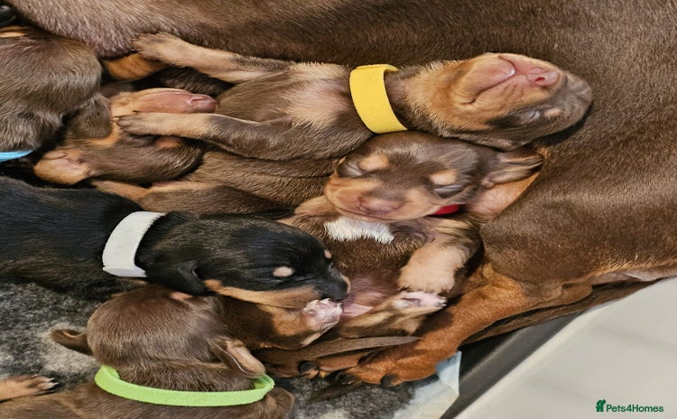 Miniature Dachshund dogs - Advert 4