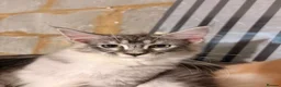 Maine Coon cats for sale: 💖Tica register kitted💖 - Advert 10