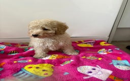 Poochon dogs for sale: Poochon puppies  - Advert 6