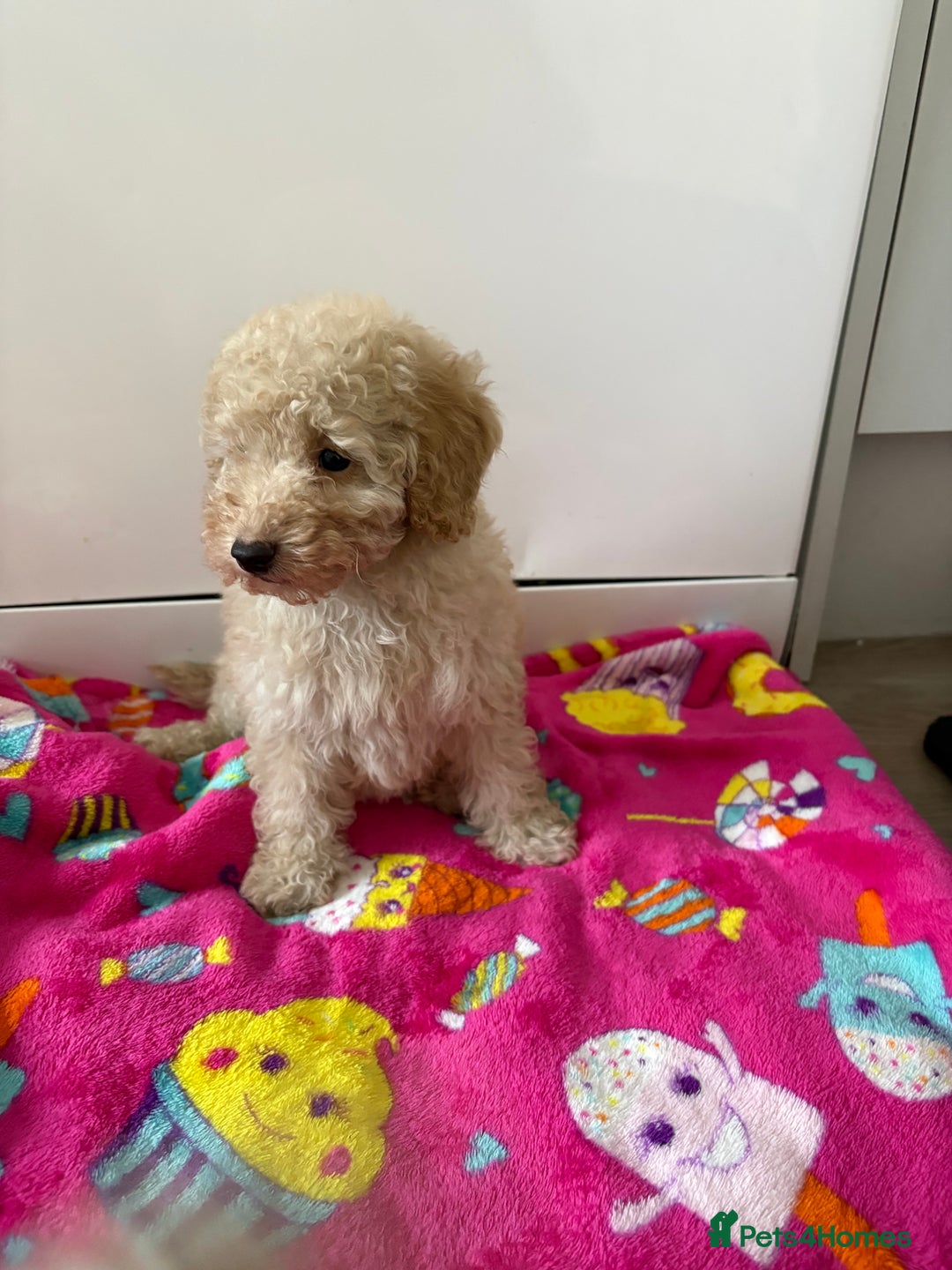 Poochon dogs for sale: Poochon puppies  - Advert 6