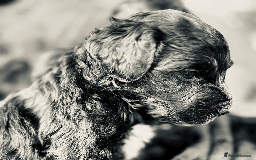 Portuguese Water Dog dogs for sale: ARTSEADOG KC registered Pure Portuguese Waterdogs - Image 3