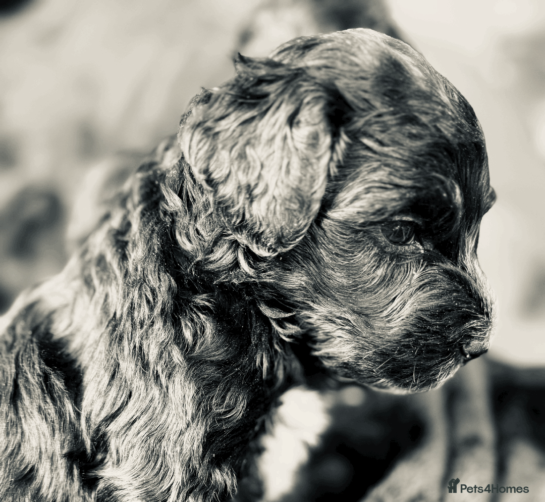Portuguese Water Dog dogs for sale: ARTSEADOG KC registered Pure Portuguese Waterdogs - Image 3