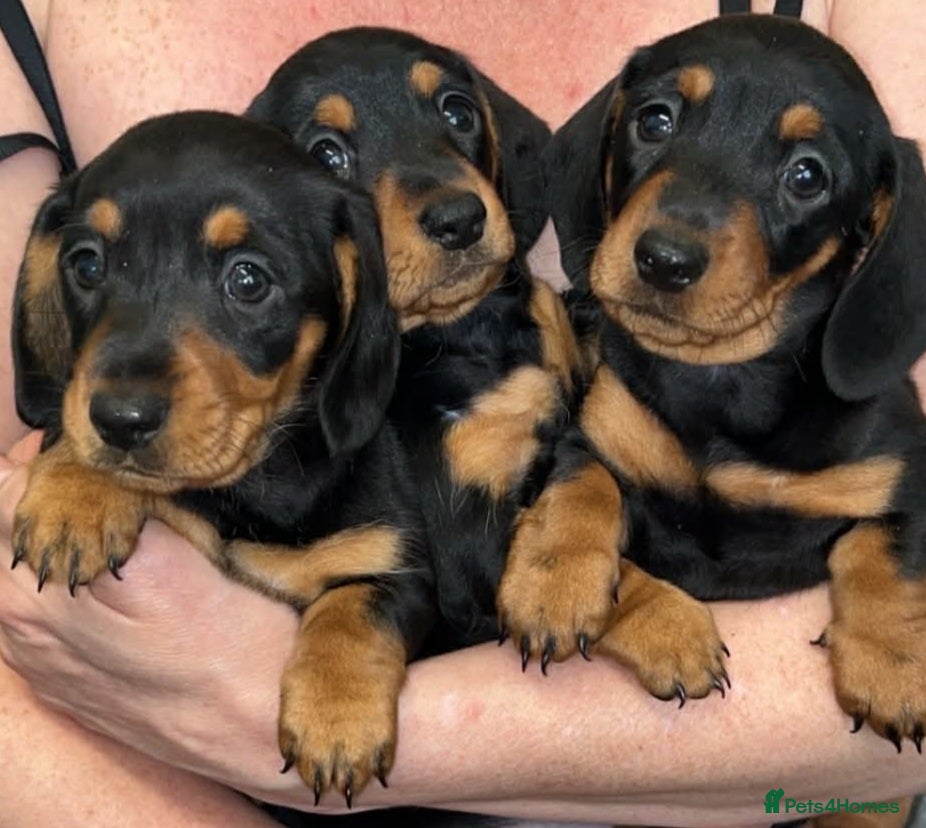 Dachshund dogs 3 girl dachshunds  - Advert 18