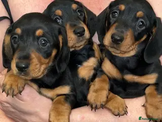 Dachshund dogs 3 girl dachshunds - Advert 18