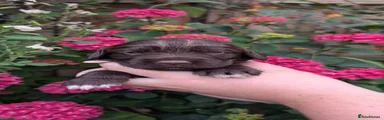 Bo