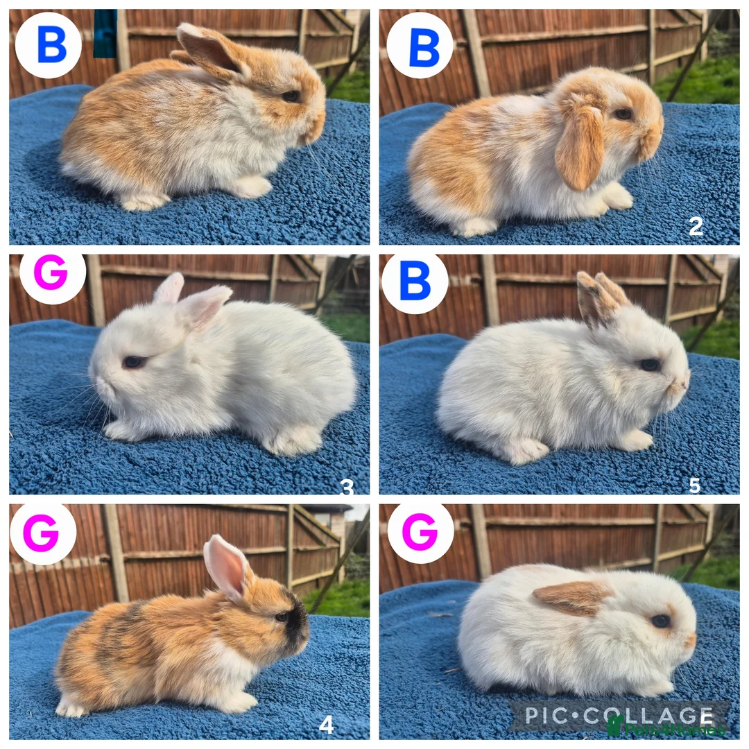 Mini Lop rabbits for sale: 3 x litters of gorgeous mini lop babies - Advert 1