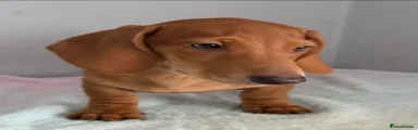Tom