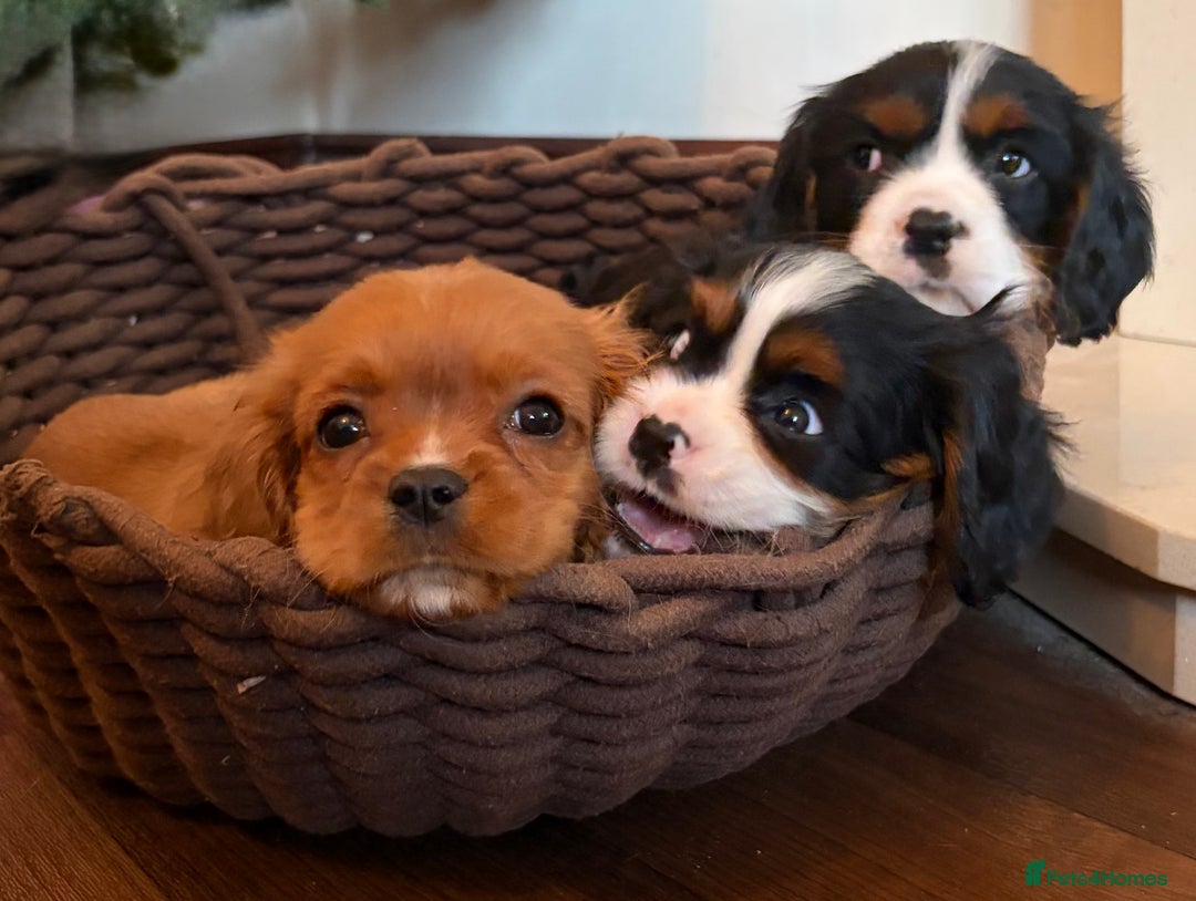 Cavalier King Charles Spaniel dogs for sale: Gorgeous Cavalier King Charles Spaniel Boys - Advert 10