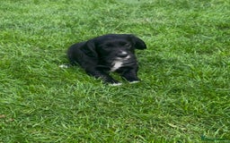 Cocker Spaniel dogs for sale: Working Cocker Spaniel Puppies - Image 5