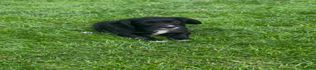 Cocker Spaniel Puppy Black