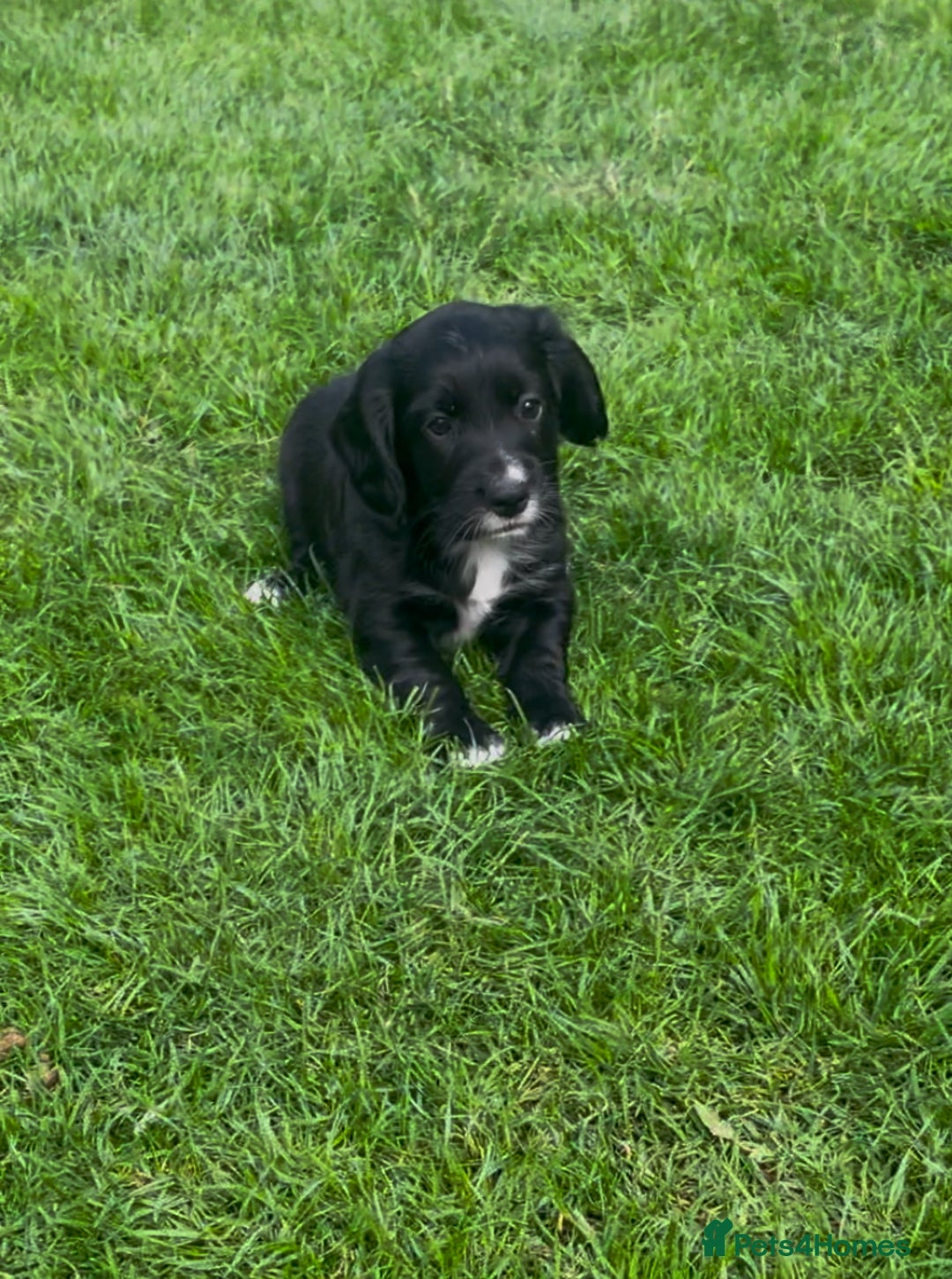 Cocker Spaniel dogs for sale: Working Cocker Spaniel Puppies - Image 5