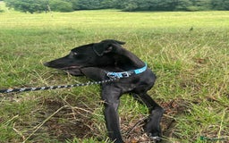 Lurcher dogs for sale: Male lurcher for sale  - Image 3