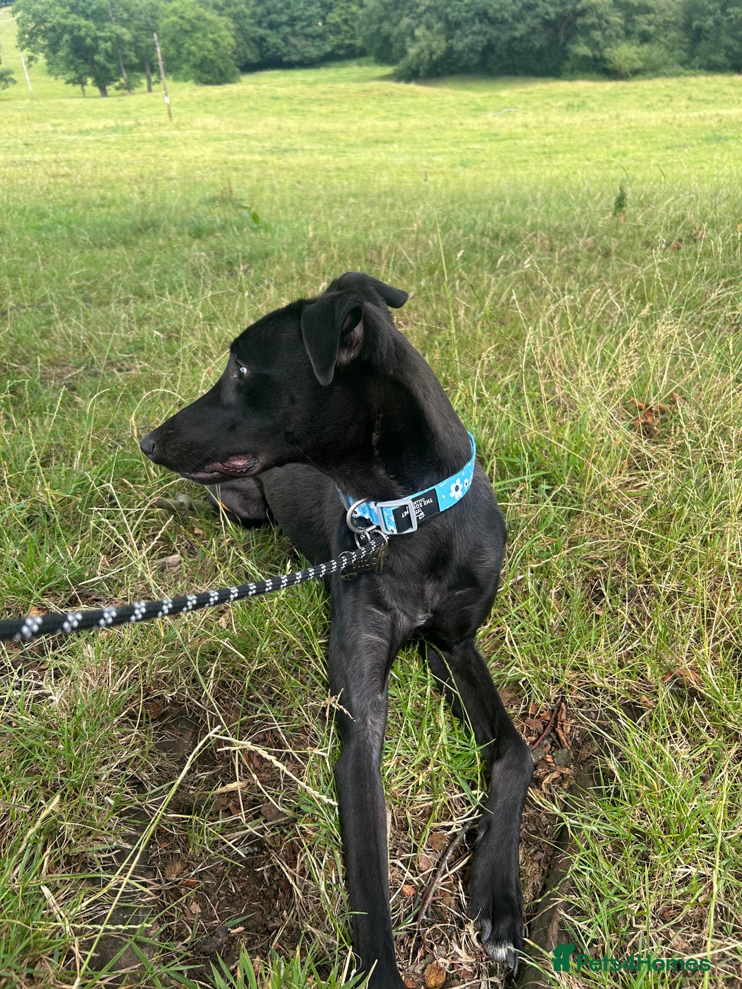 Lurcher dogs for sale: Male lurcher for sale  - Image 3