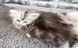 Persian cats for sale: Outstanding litter of Persian x kittens,  - Image 5