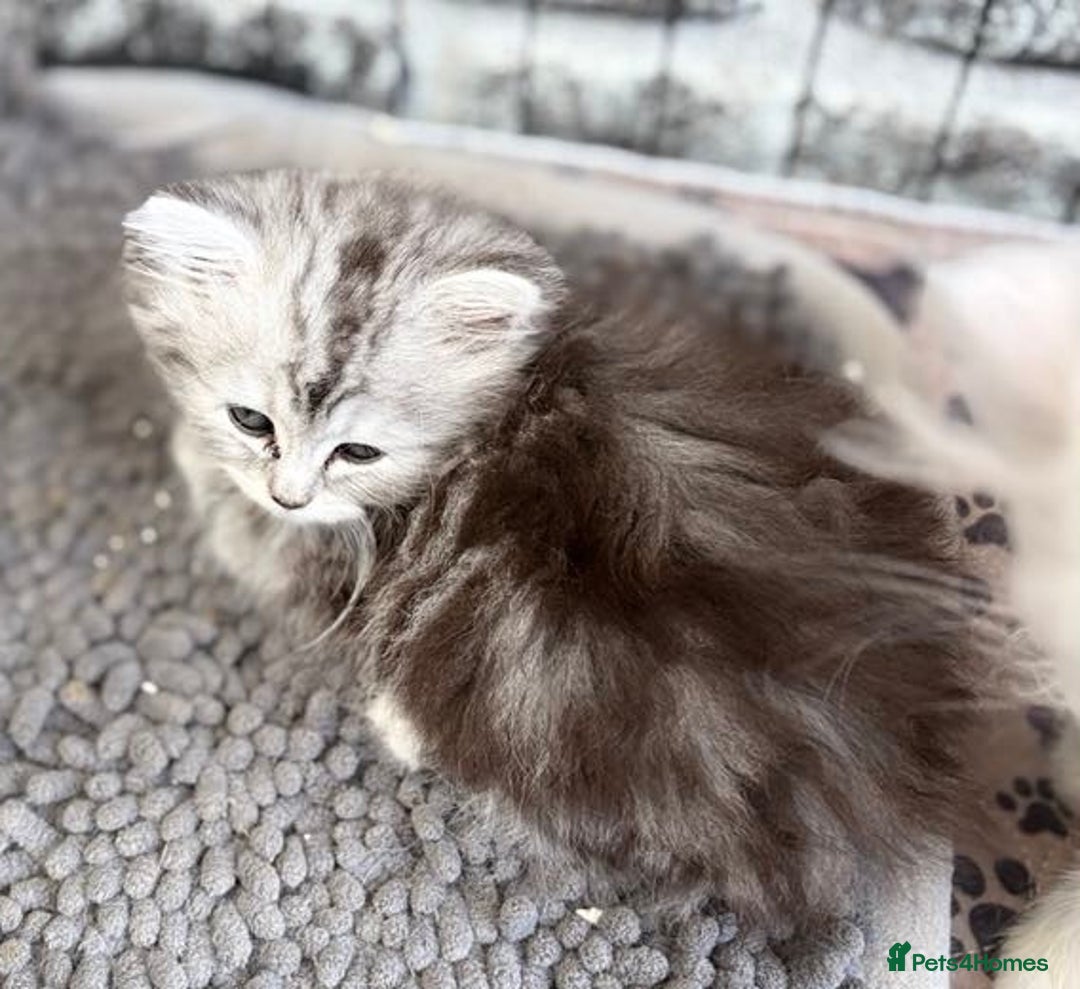 Persian cats for sale: Outstanding litter of Persian x kittens,  - Image 5