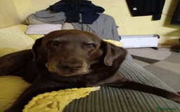 Labrador Retriever dogs for sale: Special home needed for a beautiful old boy  - Image 3