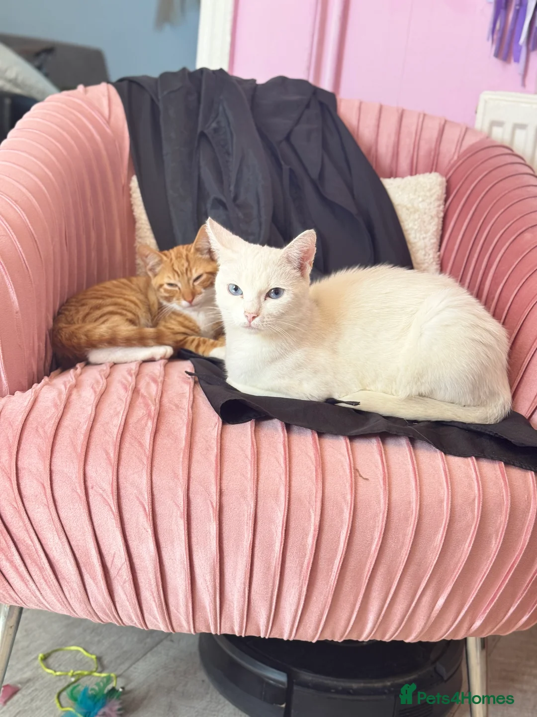 Mixed Breed cats for sale: Free boy and girl kittens in Spalding - Advert 2