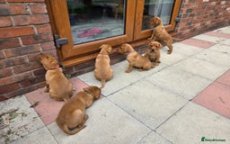 Labrador Retriever dogs for sale: KC Registered Fox Red Labrador Puppies - Image 35