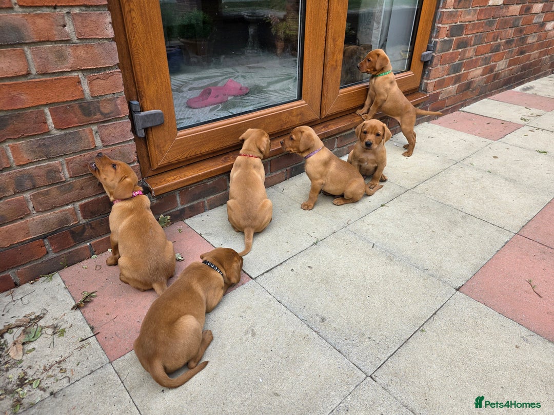 Labrador Retriever dogs for sale: KC Registered Fox Red Labrador Puppies - Image 35