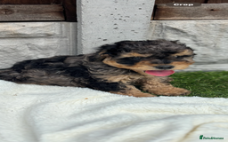Cavapoo dogs for sale: Toy f1b cavapoo puppies - Image 13