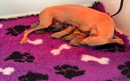 Italian Greyhound dogs for sale: Beautiful Italian Greyhound puppies - Image 1