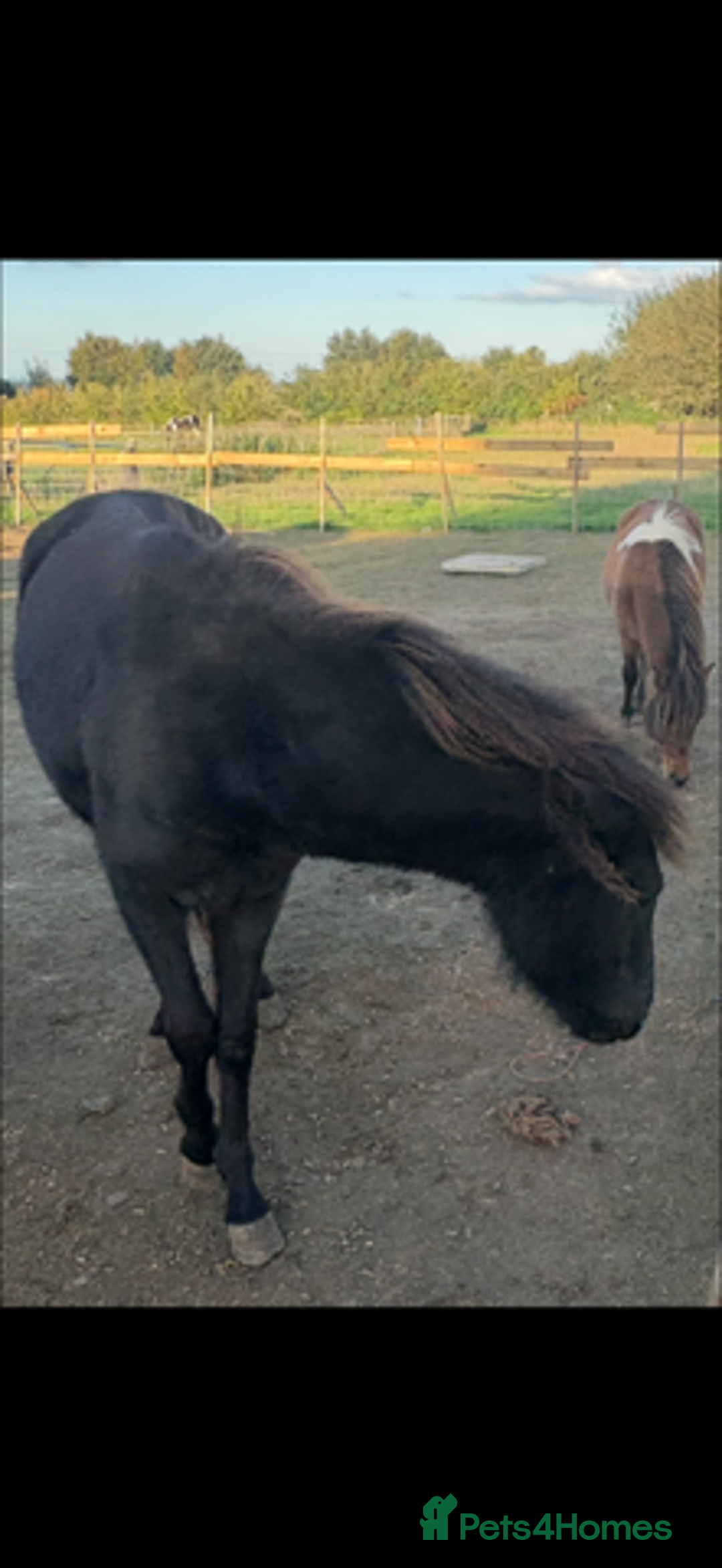 Gotland pony horses for sale: Dartmoor Hill pony  - Advert 3