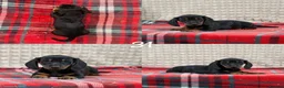 Miniature Dachshund dogs for sale: STUNNING KC MINI DACHSHUND PUPPIES READY NOW  - Advert 18