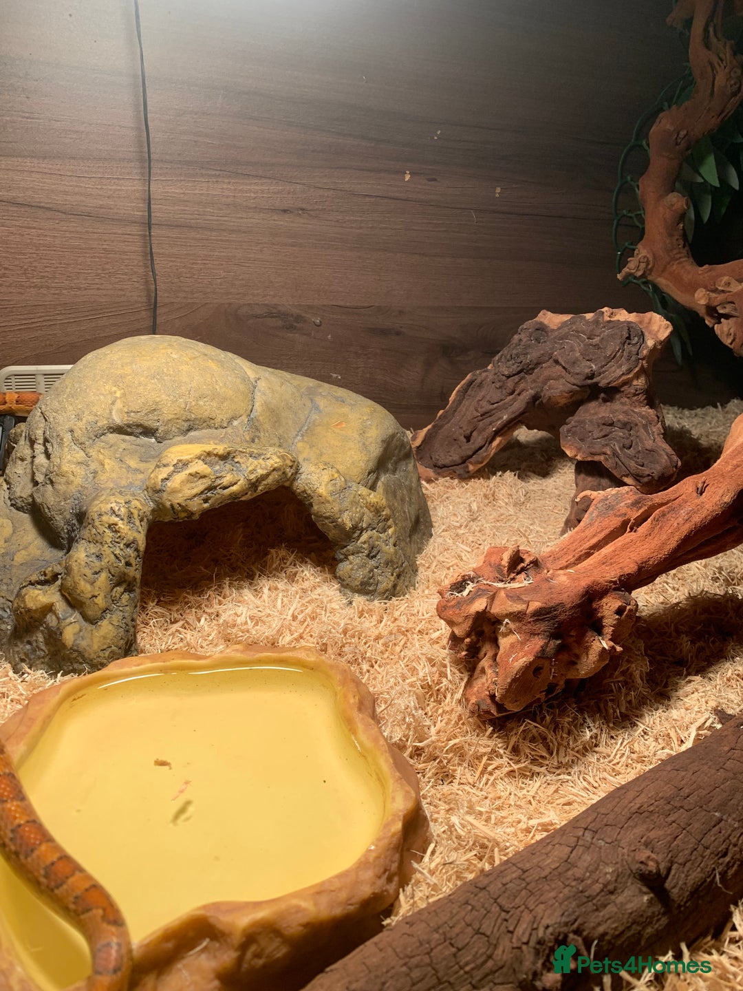 Corn Snake reptiles for sale:  Zep the cornsnake - Image 9