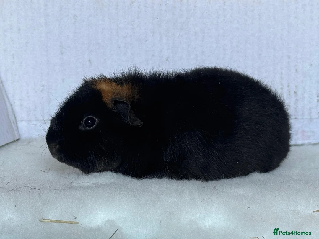 Guinea Pig rodents for sale: Teddy Guinea Pig Sows - Advert 3