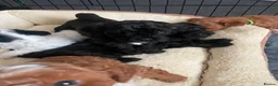 Lhasapoo dogs for sale: Gorgeous Lhasopoo puppies in Rochdale - Advert 6