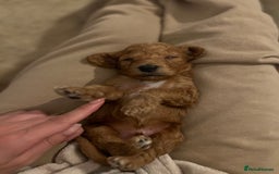 Mixed Breed dogs for sale: Cockapoochon Puppies.  - Image 12