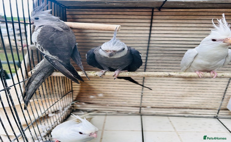Cockatiels birds - Advert 1