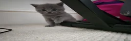 British Shorthair cats for sale: Beautiful  British Shorthair Kittens in Bournemouth - Advert 10