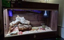 Python Snake reptiles for sale: Albino Enchi Royal Python (aka Ball Python) - Image 4