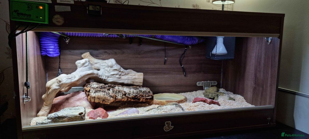Python Snake reptiles for sale: Albino Enchi Royal Python (aka Ball Python) - Image 4