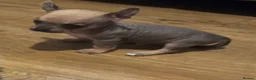 Chihuahua dogs for sale: Chihuahua puppies ( hairless ) - Advert 4