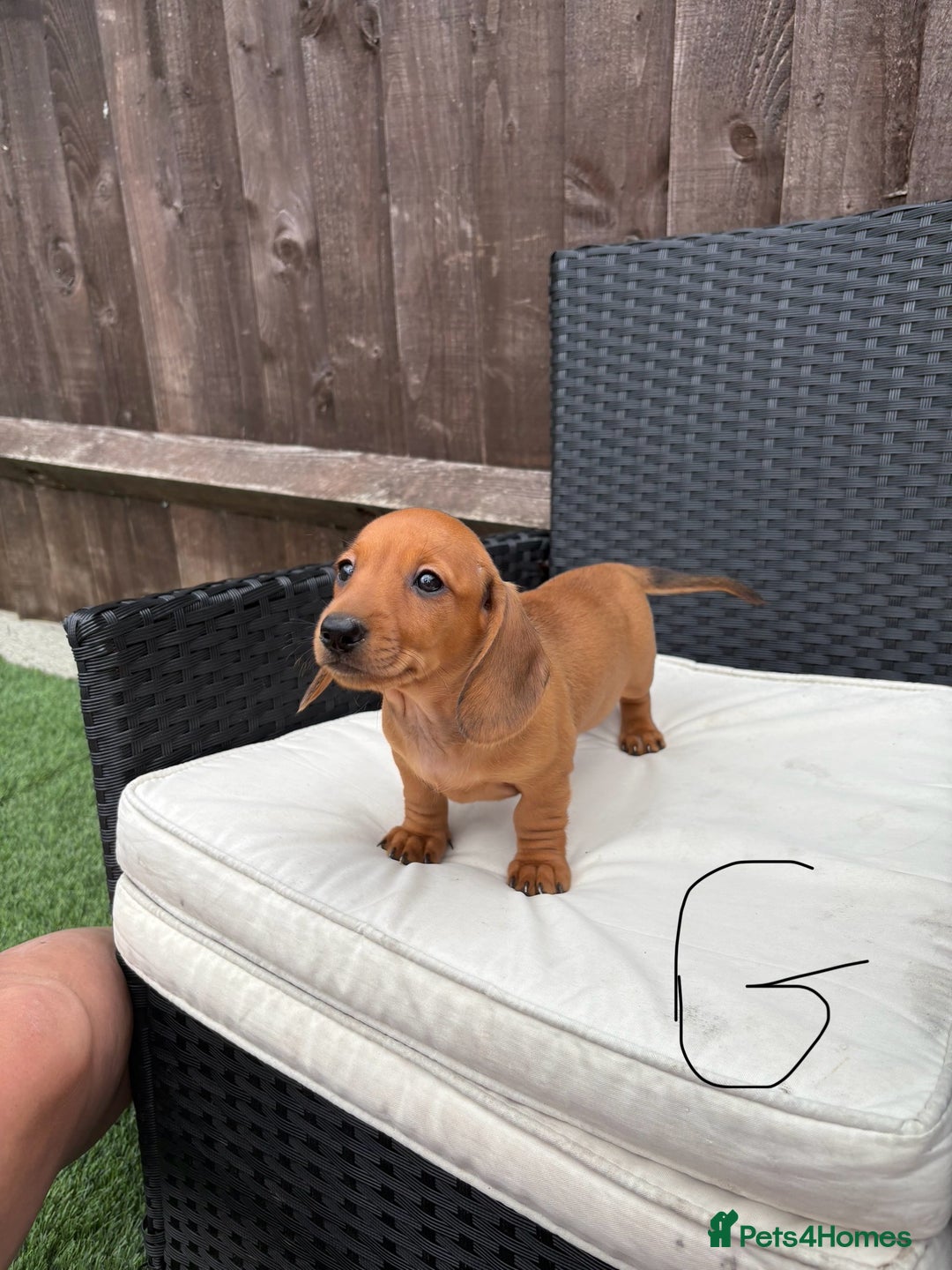 Miniature Dachshund dogs for sale: 3 stunning miniature daxies ❤️ - Image 6
