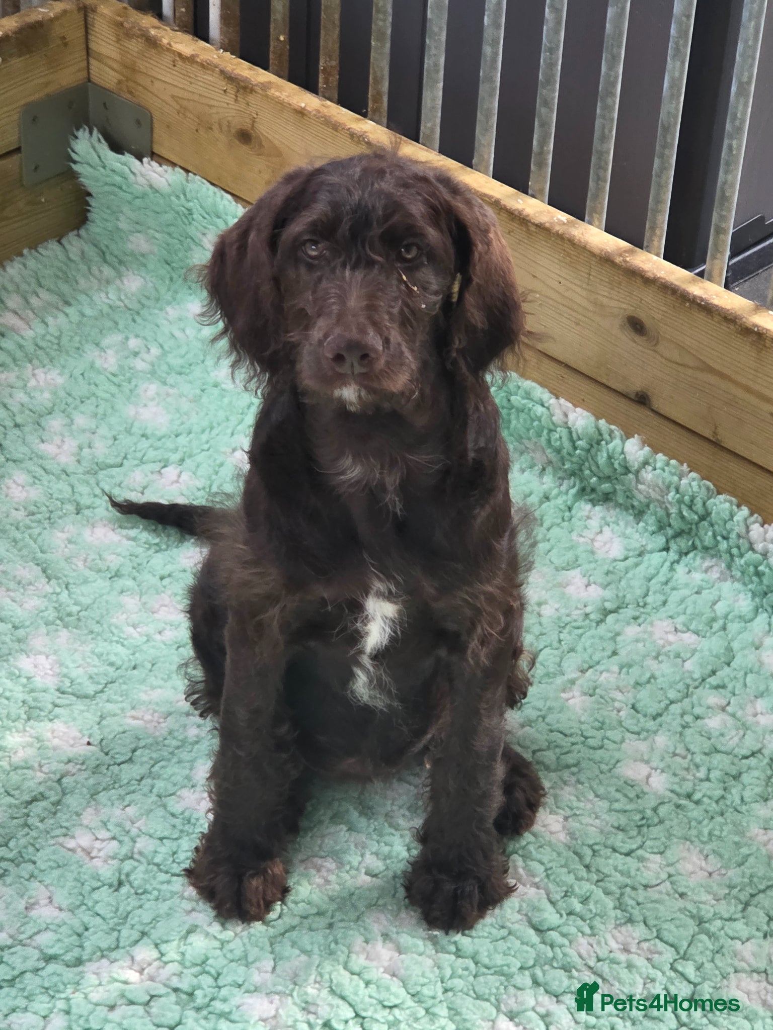 Goldendoodle dogs ONE STUNNING GIRL AVAIABLE NOW - Advert 14