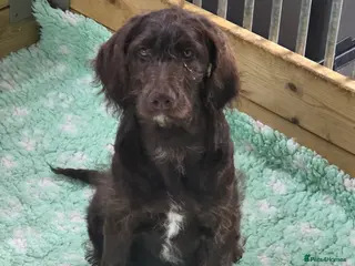 Goldendoodle dogs ONE STUNNING GIRL AVAIABLE NOW - Advert 14