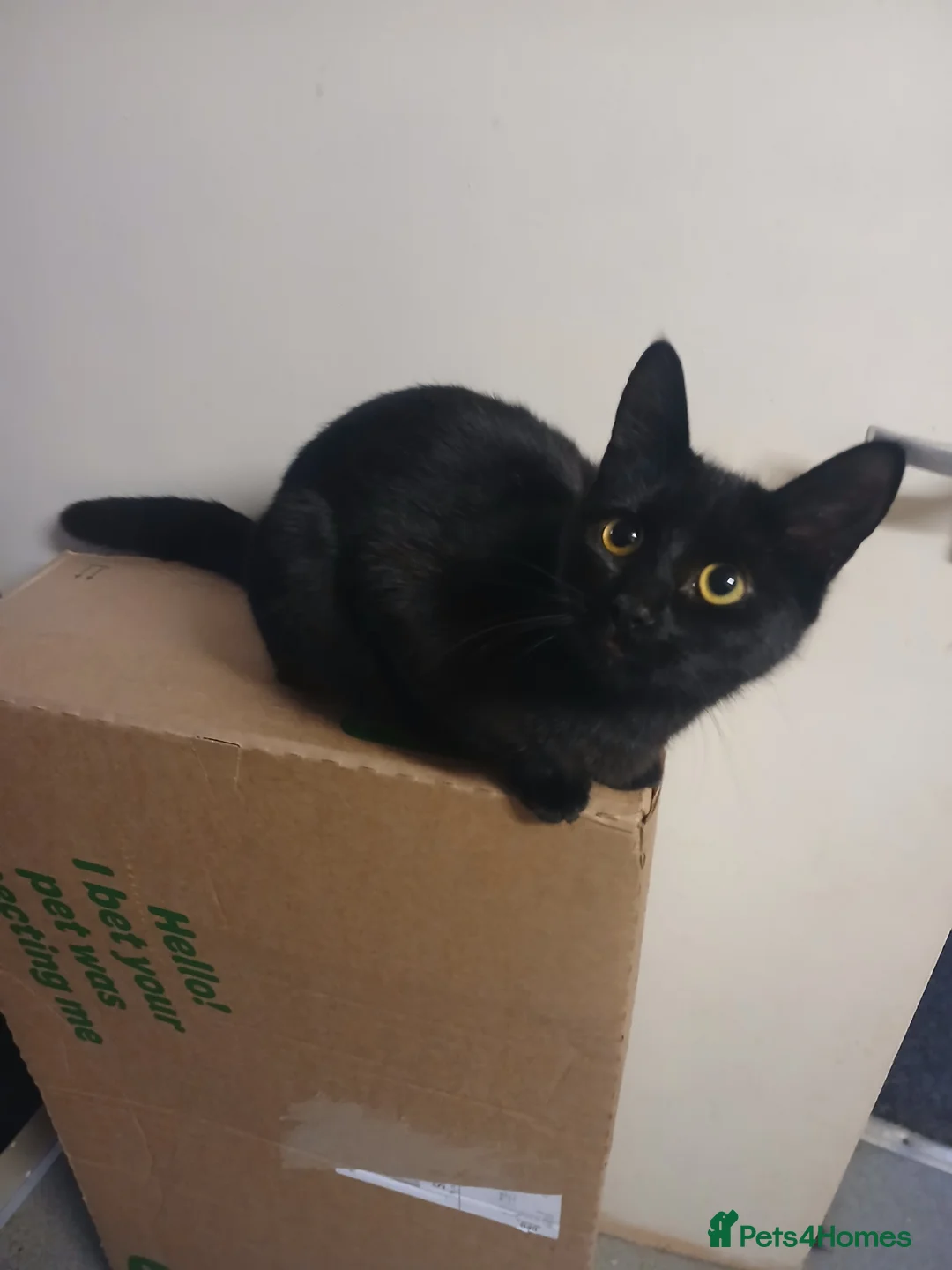 Mixed Breed cats for sale: Mixed breed - Advert 4