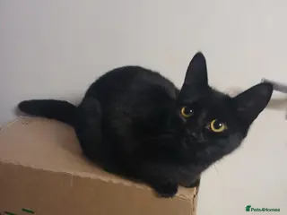 Mixed Breed cats Mixed breed - Advert 6