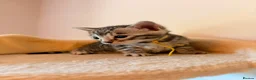 Bengal cats for sale: Tempest Bengala TICA registered kittens  - Advert 30