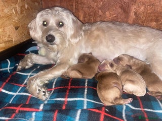 Labradoodle dogs Multi Gen Miniature Labradoodle’s - Advert 17