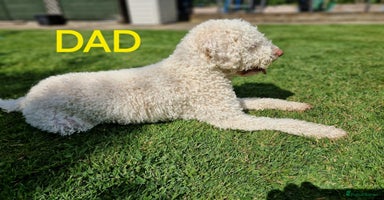 Lagotto Romagnolo dogs - Advert 6