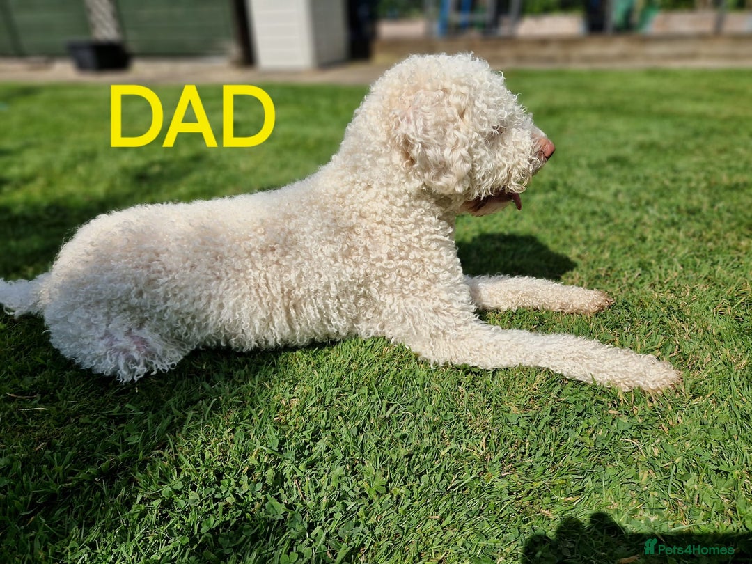 Lagotto Romagnolo dogs for sale: Lagotto Romagnolo Puppies - Advert 3