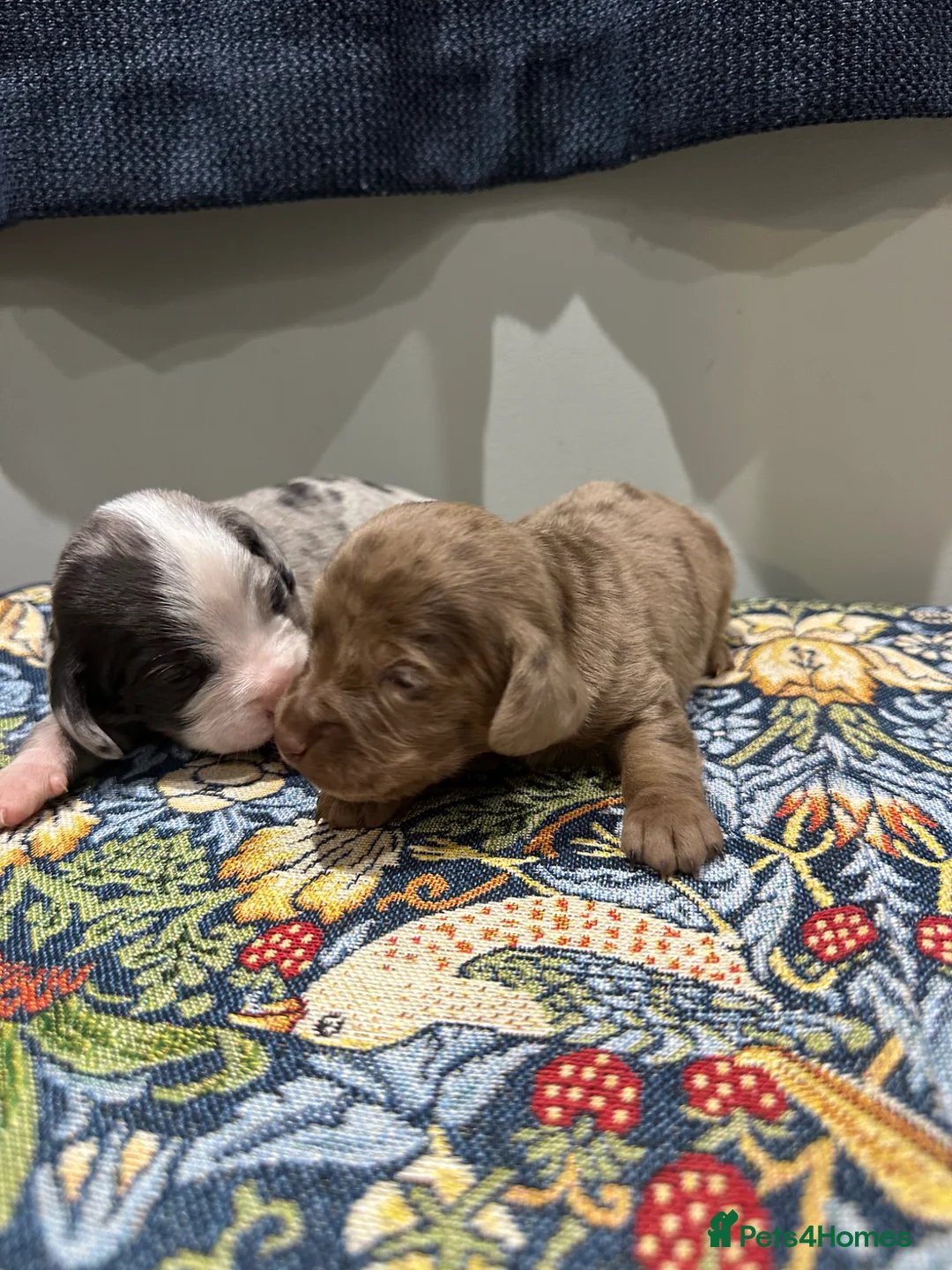Mixed Breed dogs for sale: Miniature dockers ( mini dachshundxcocker spaniel - Advert 2