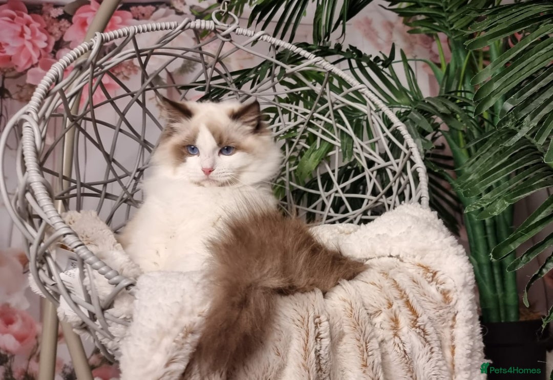 Ragdoll cats for sale: Quality Tica reg Ragdoll kittens  - Image 10