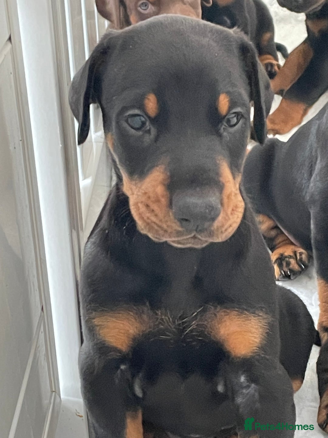 Dobermann dogs for sale: KC REG Fully health tested parents - Image 27