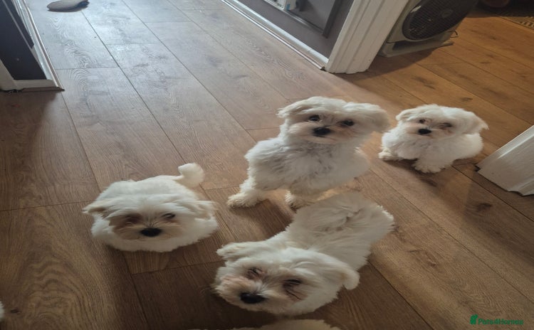 Bichon Frise dogs - Advert 7